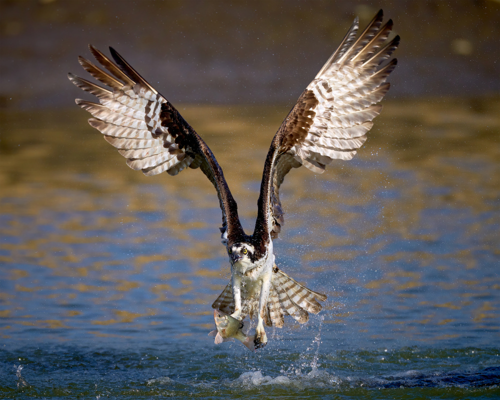 Osprey's Fish Catch by Johnny Chen — canvas wall art