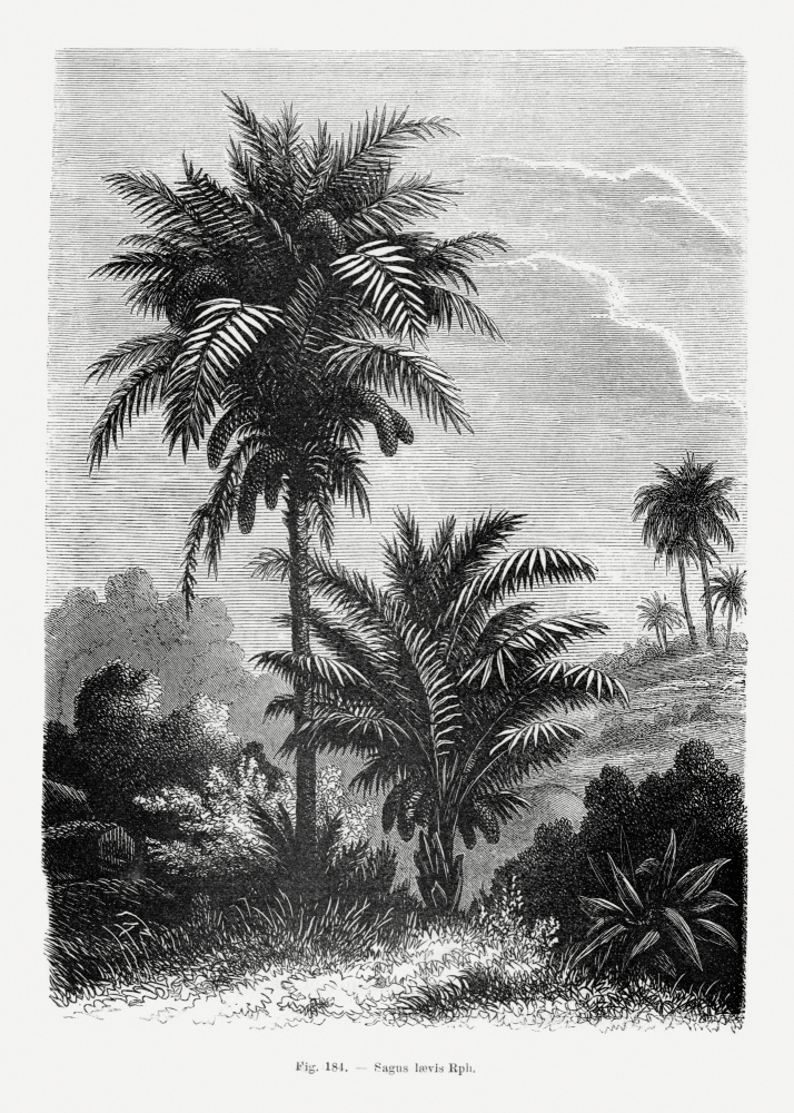 Vintage Palm Tree Drawing V by Les Palmiers Histoire Iconographique — canvas wall art