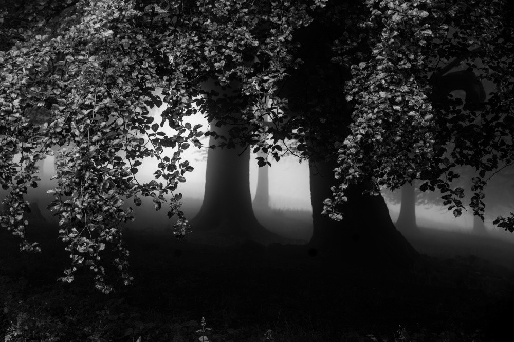 Ethereal Misty Forest by Jesus Concepcion Alvarado — canvas wall art