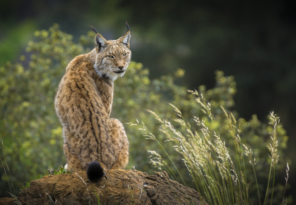 Wild look. by Sergio Saavedra Ruiz — canvas wall art