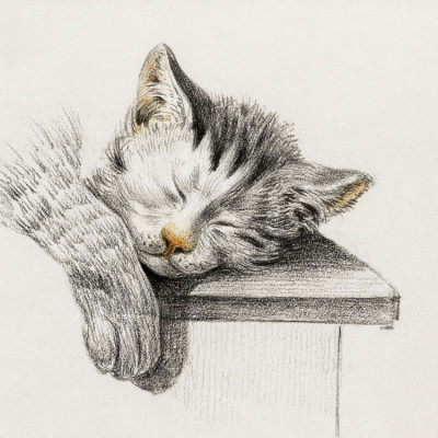 Sketch of a Sleeping Cat