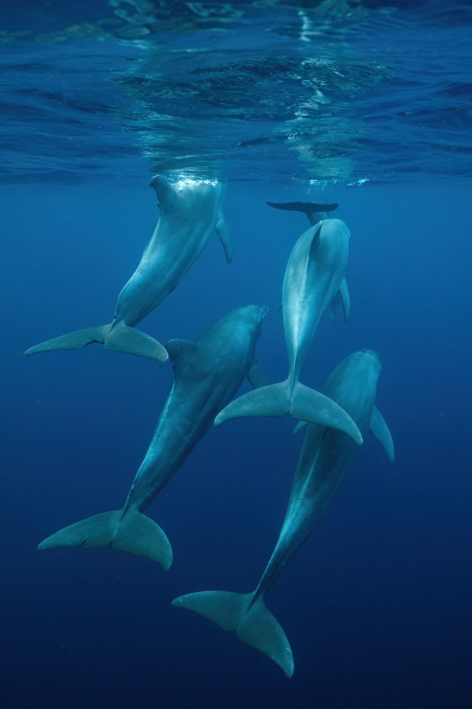 Dolphins In Deep Blue by Serge Melesan — canvas wall art