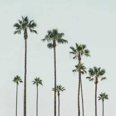 Cali Palms