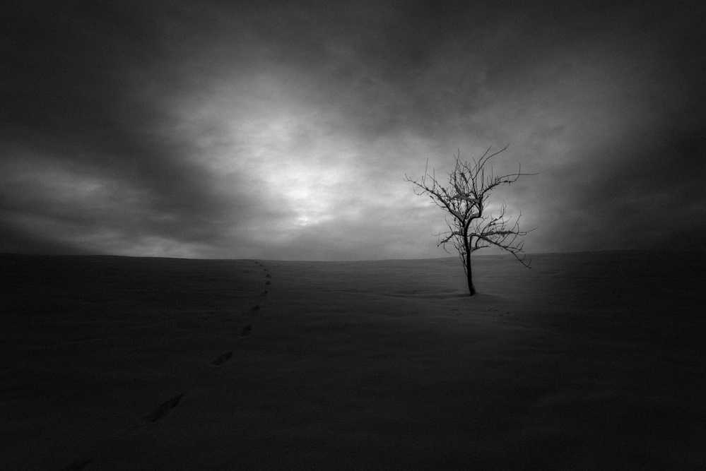 Lone Winter Tree by Amir Bajrich — canvas wall art