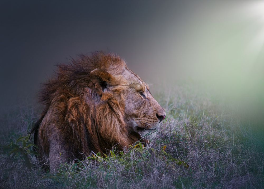 Regal Lion Profile by joanaduenas — canvas wall art