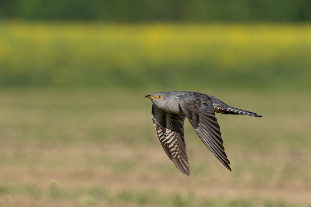 Common Cuckoo in Flight by Rostislav Kralik — canvas wall art