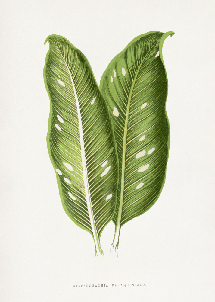 Green Dieffenbachia Baraquiniana Leaf Illustration by Les Plantes a Feuillage Colore — canvas wall art