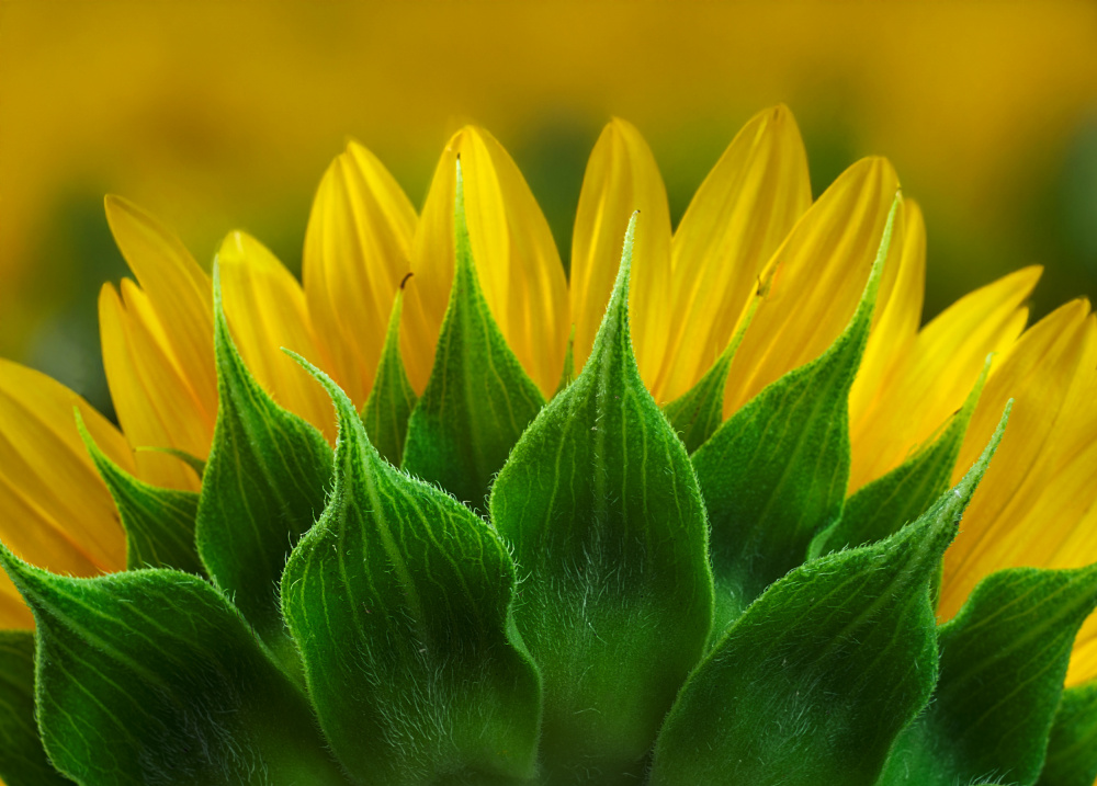 Vibrant Sunflower Bloom by Marie-anne Stas — canvas wall art