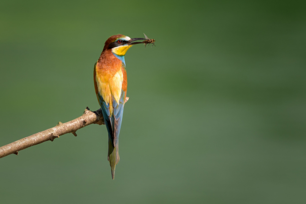 Vibrant Bee Eater by Marco Galimberti — canvas wall art