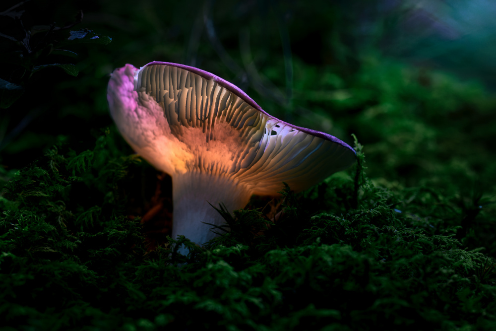 Enchanted Mushroom Glow by Jesus Concepcion Alvarado — canvas wall art