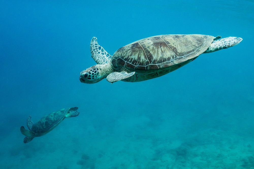 Green Sea Turtles Swimming by Serge Melesan — canvas wall art