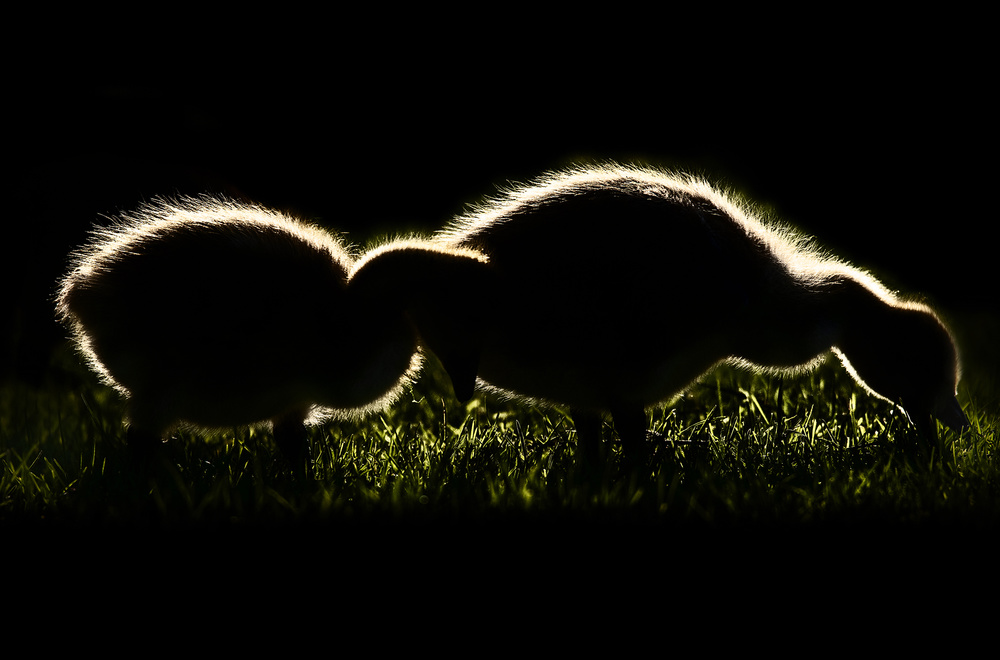 Glowing Goslings Foraging by Yu Cheng — canvas wall art