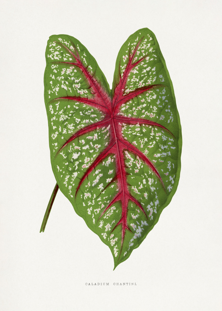 Green Caladium Chantini Leaf Illustration by Les Plantes a Feuillage Colore — canvas wall art