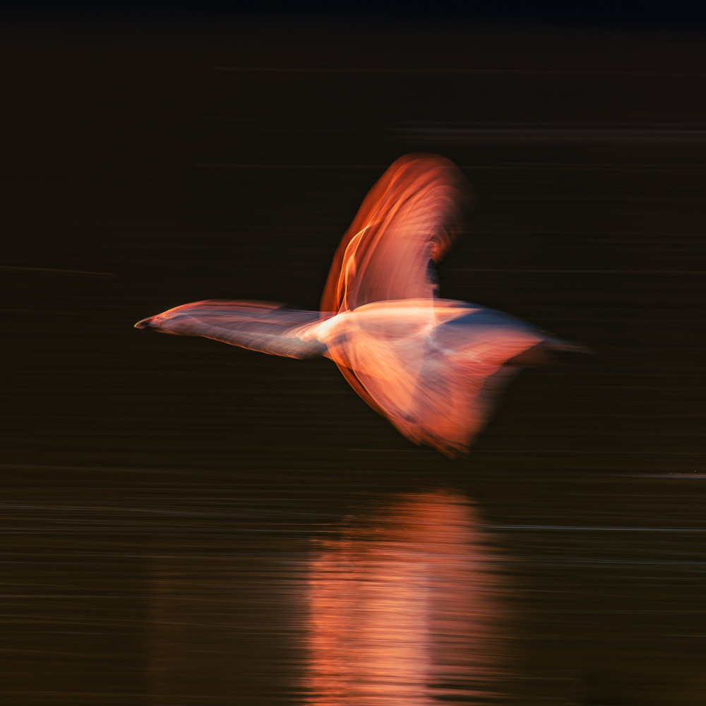 Abstract Glowing Bird by Haruaki Taguchi — canvas wall art