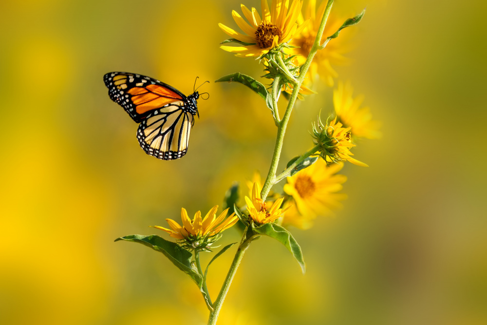 Monarch Among Yellow Blooms by Serena Duan — canvas wall art