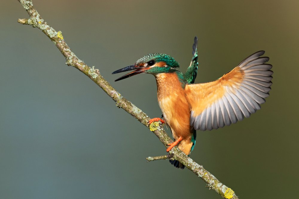 Kingfisher Spreading Wings by Rostislav Kralik — canvas wall art