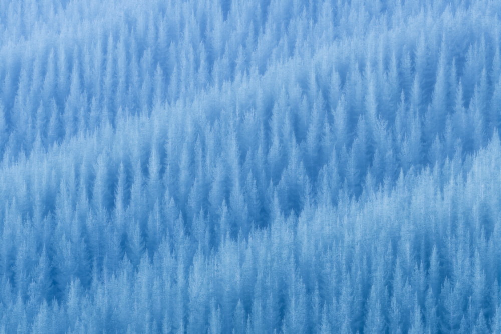 Frozen Blue Forest by Jingshu Zhu — canvas wall art