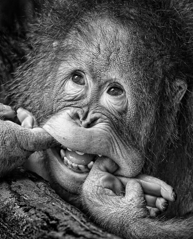 Playful Baby Orangutan by Angela Muliani Hartojo — canvas wall art