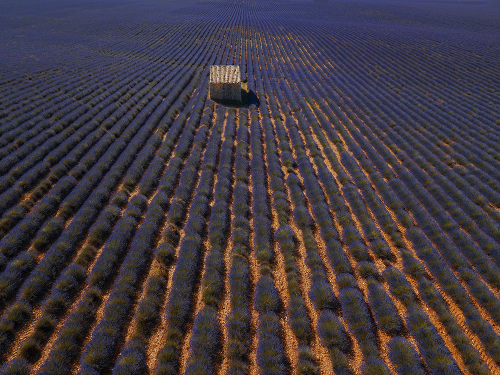 Lavender Rows Stone Hut by Jure Kravanja — canvas wall art