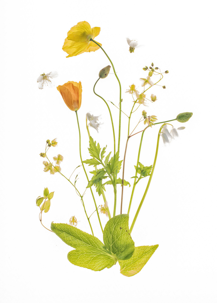 Sunny Poppies Botanical Display by Sharon Williams — canvas wall art