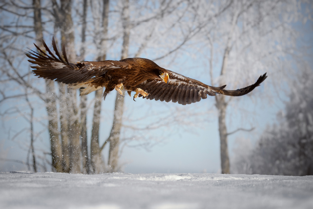 Eagle Over Snowy Fields by Michaela Firešová — canvas wall art