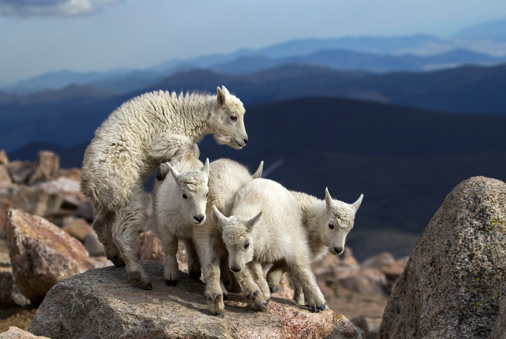 Playful Mountain Goats by verdon — canvas wall art