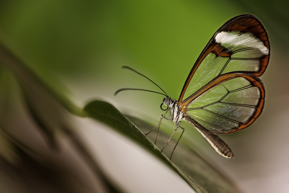 Delicate Glasswing Butterfly by Dennis Mohrmann — canvas wall art