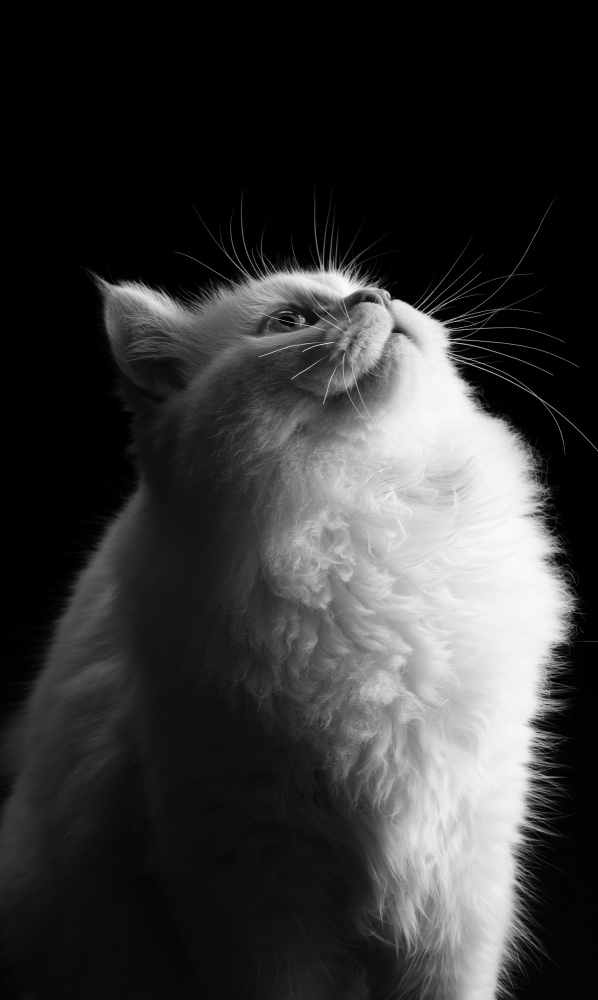Elegant White Cat Gaze by Asep Awaludin — canvas wall art