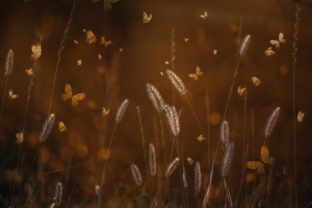 Golden Butterflies Meadow by Cicek Kiral — canvas wall art