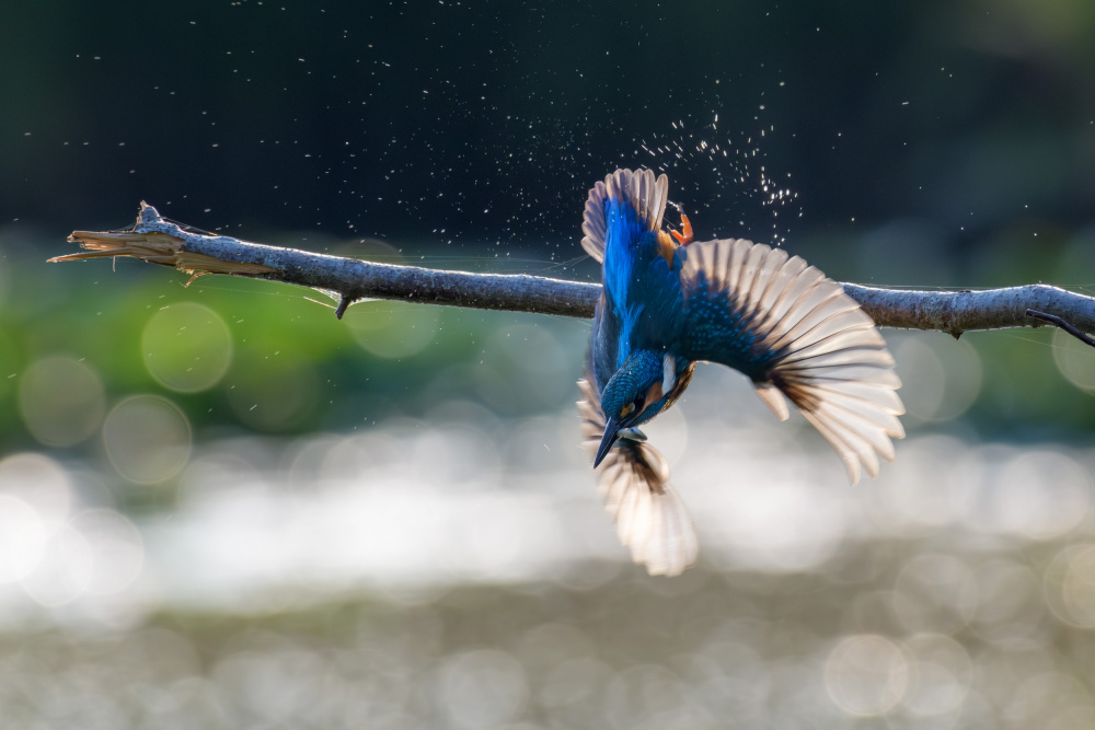 Dynamic Kingfisher Splash by Marco Galimberti — canvas wall art