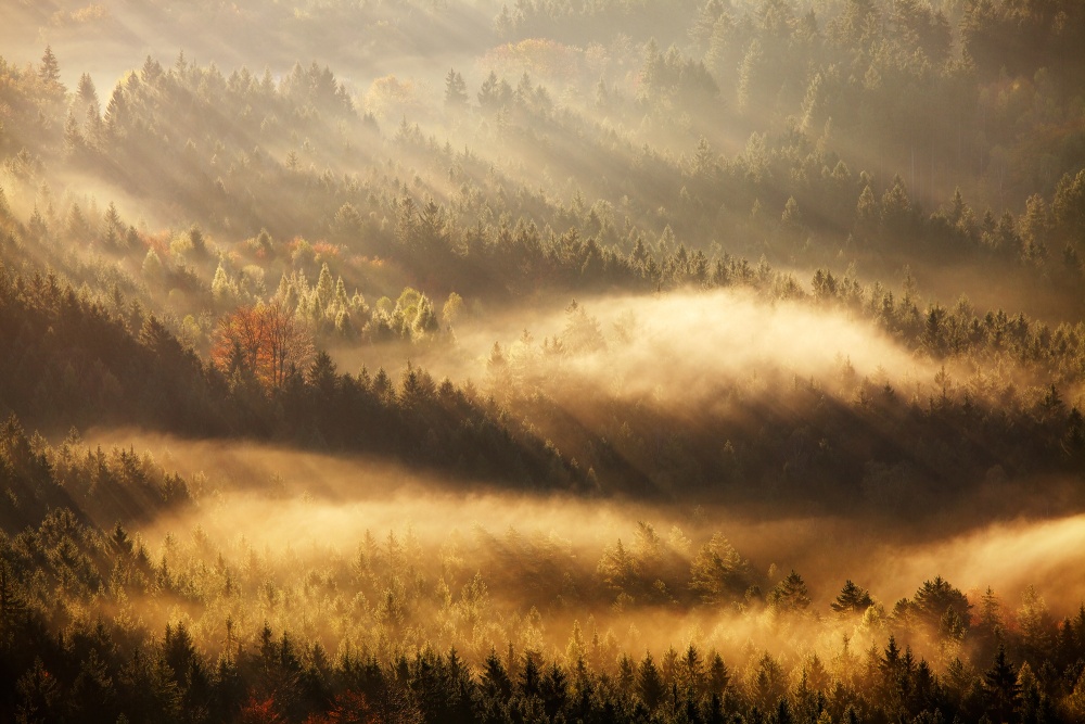 Golden Morning Mist by Martin Rak — canvas wall art