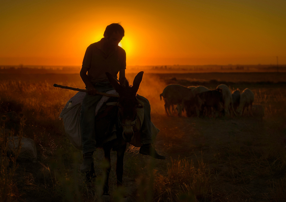 Golden Hour Shepherd by Yavuz Pancareken — canvas wall art
