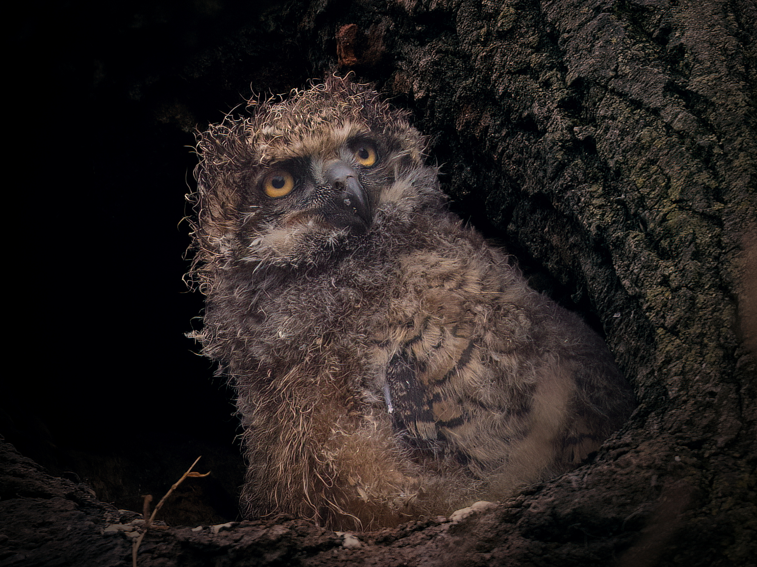 Curious Owlet