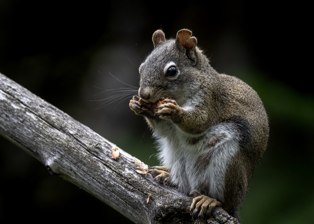 Little Squirrel Snack by verdon — canvas wall art