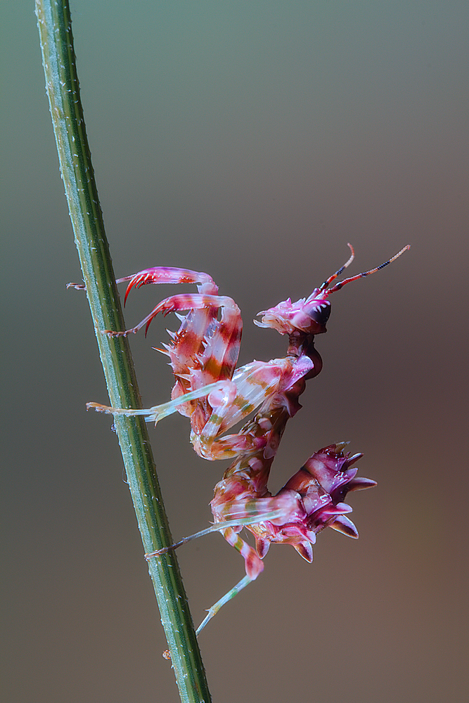 Ornate Pink Mantis by Jimmy Hoffman — canvas wall art