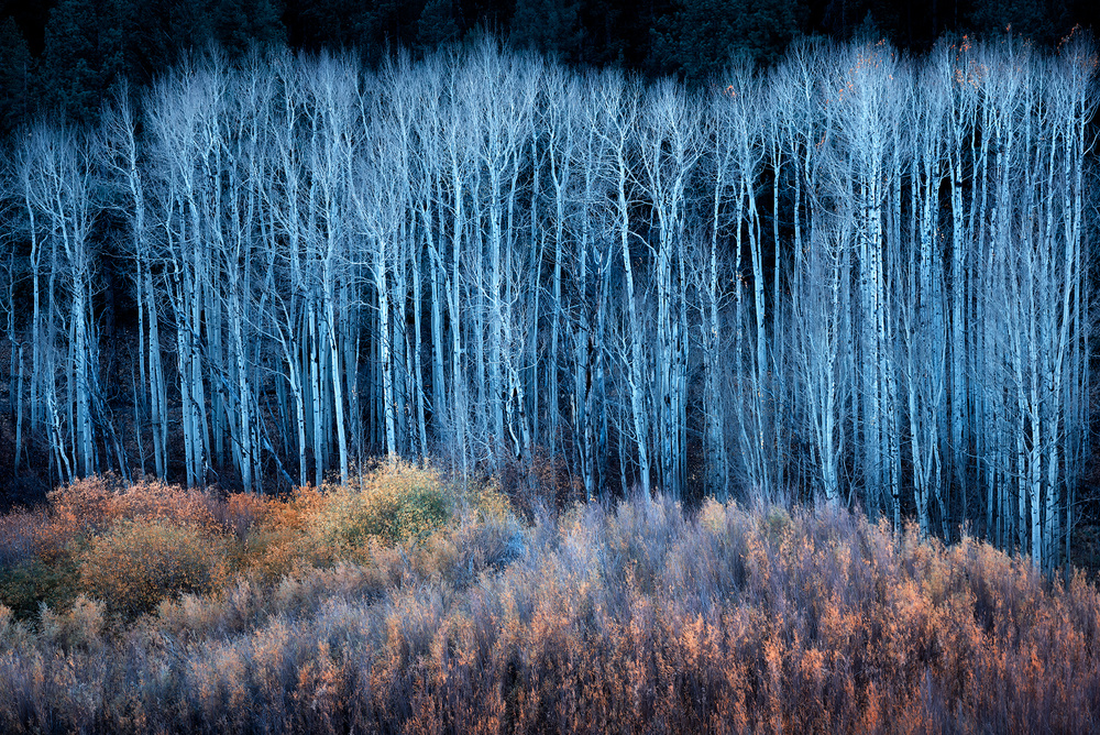 Blue Trees Golden Brush by Mei Xu — canvas wall art