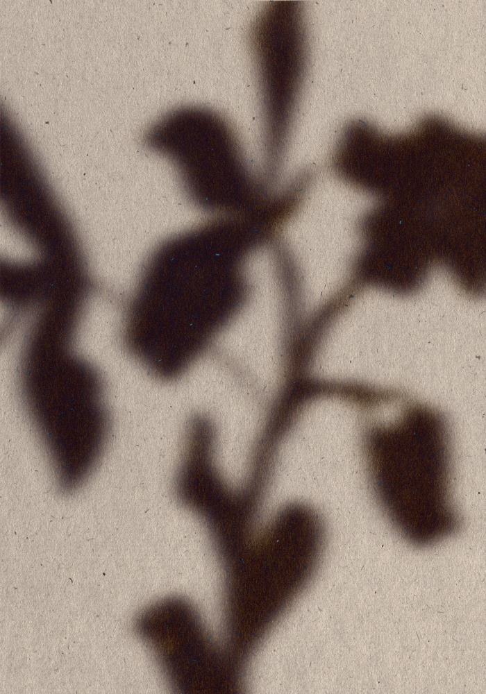 Soft Leaf Shadows by THE MIUUS STUDIO — canvas wall art