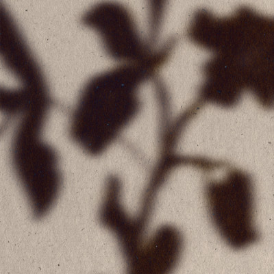 Soft Leaf Shadows