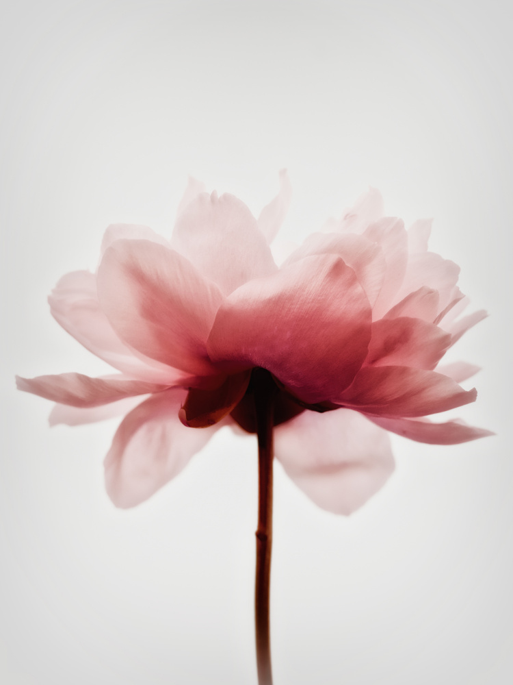 Soft Pink Blossom by Magda Izzard — canvas wall art