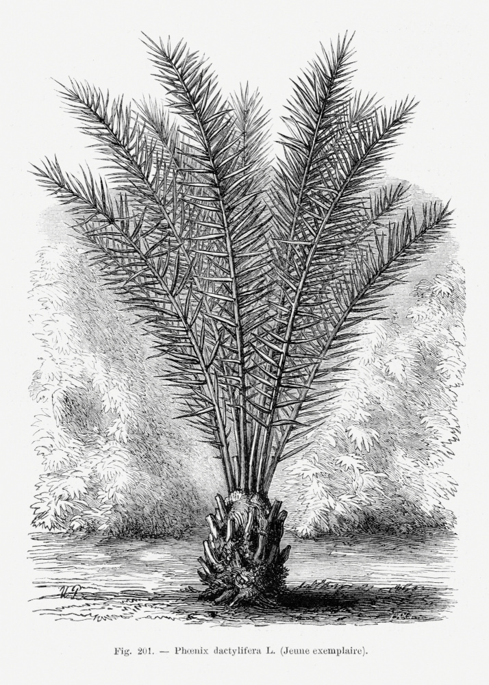 Vintage Palm Tree Drawing Xiii by Les Palmiers Histoire Iconographique — canvas wall art