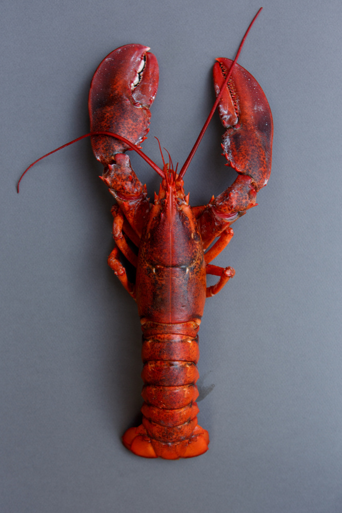 Classic Red Lobster by Masha Bakker Matijevic — canvas wall art