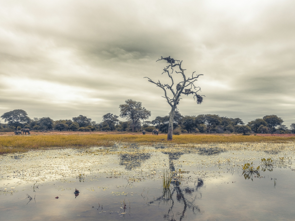 African Wilderness Reflection by Dora Artemiadi — canvas wall art