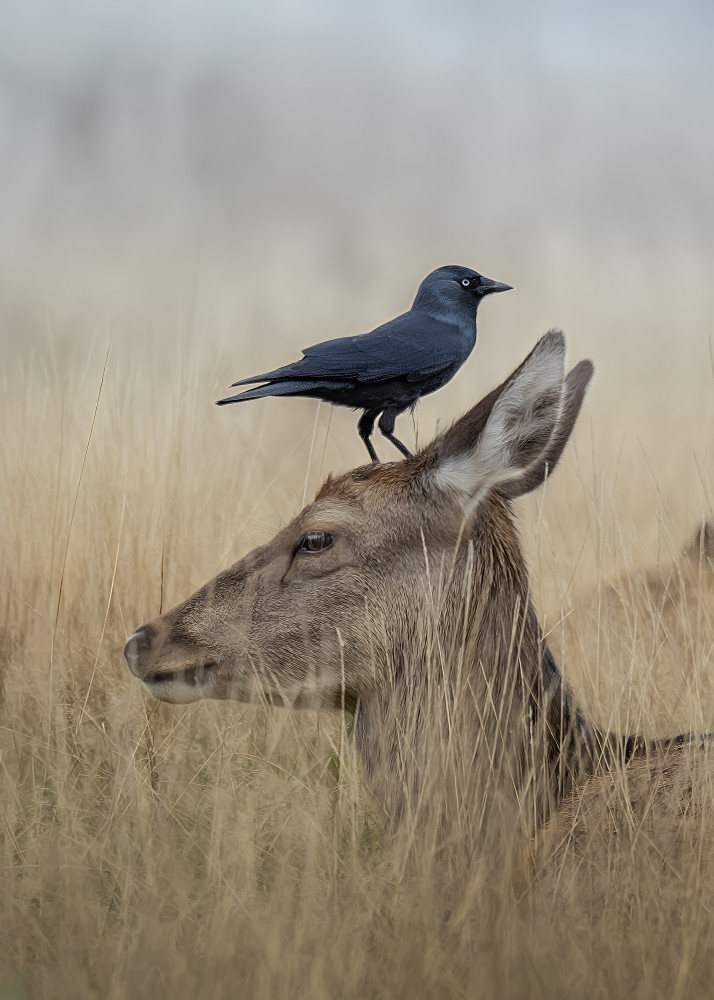 Bird On Deer by Kieran O Mahony AIPF — canvas wall art