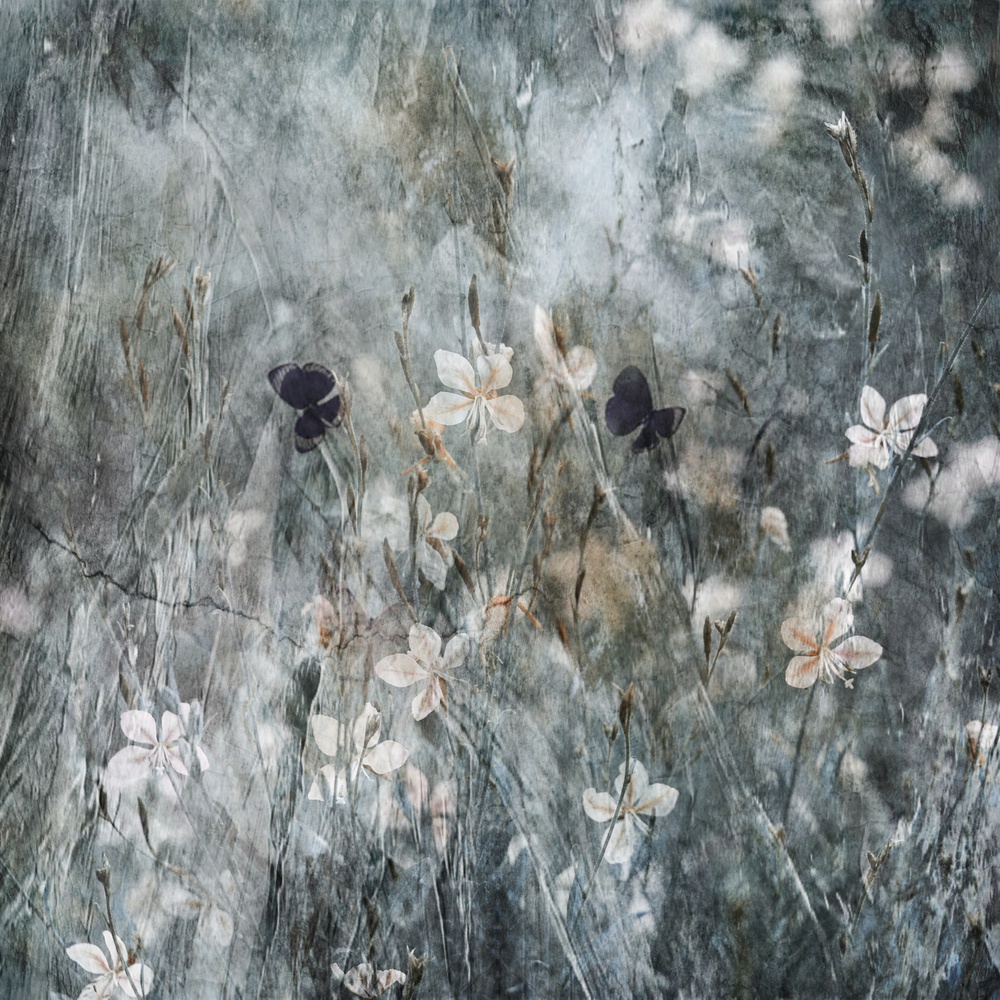 Ethereal Butterfly Garden by Delphine Devos — canvas wall art