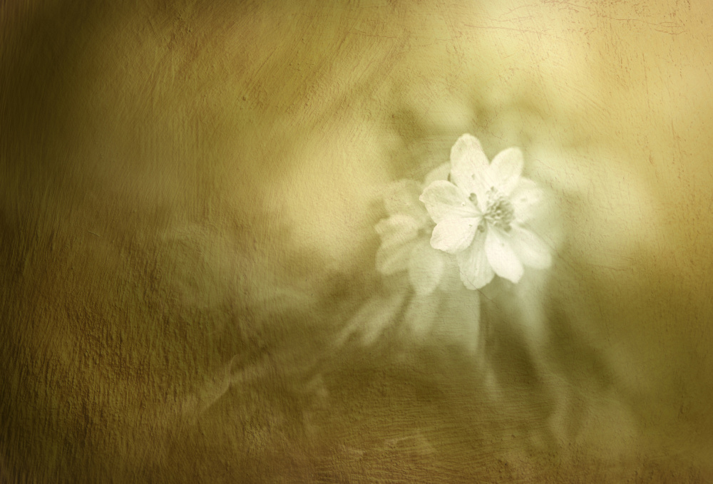 Soft Golden Bloom by YoungIl Kim — canvas wall art