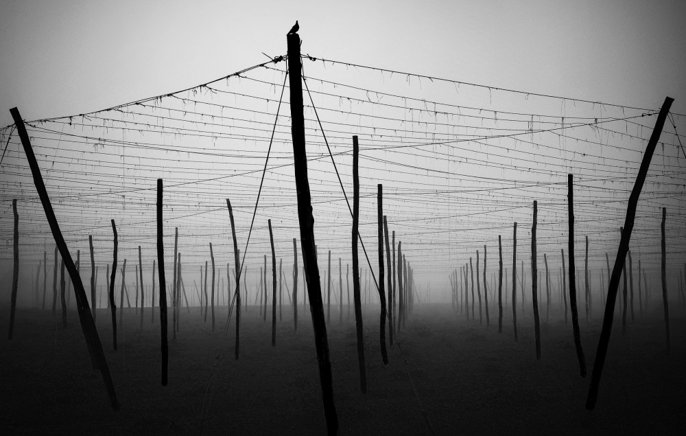 Misty Agricultural Poles by Samanta Krivec — canvas wall art