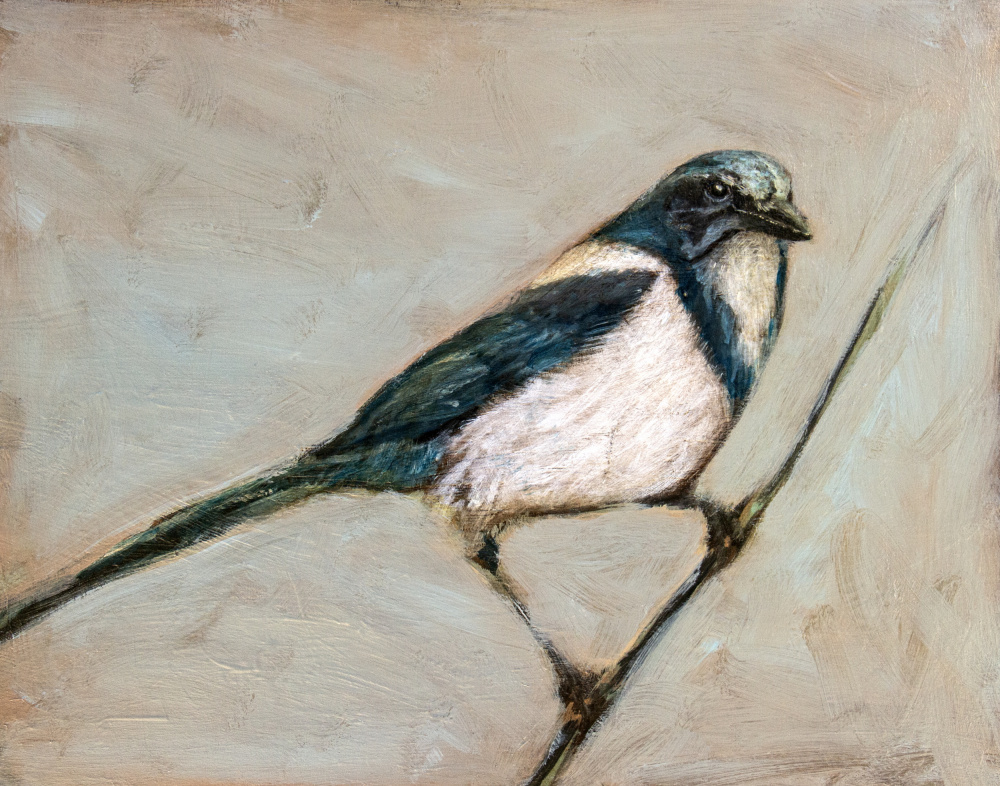 Quiet Magpie on Branch by Claire Lerner — canvas wall art