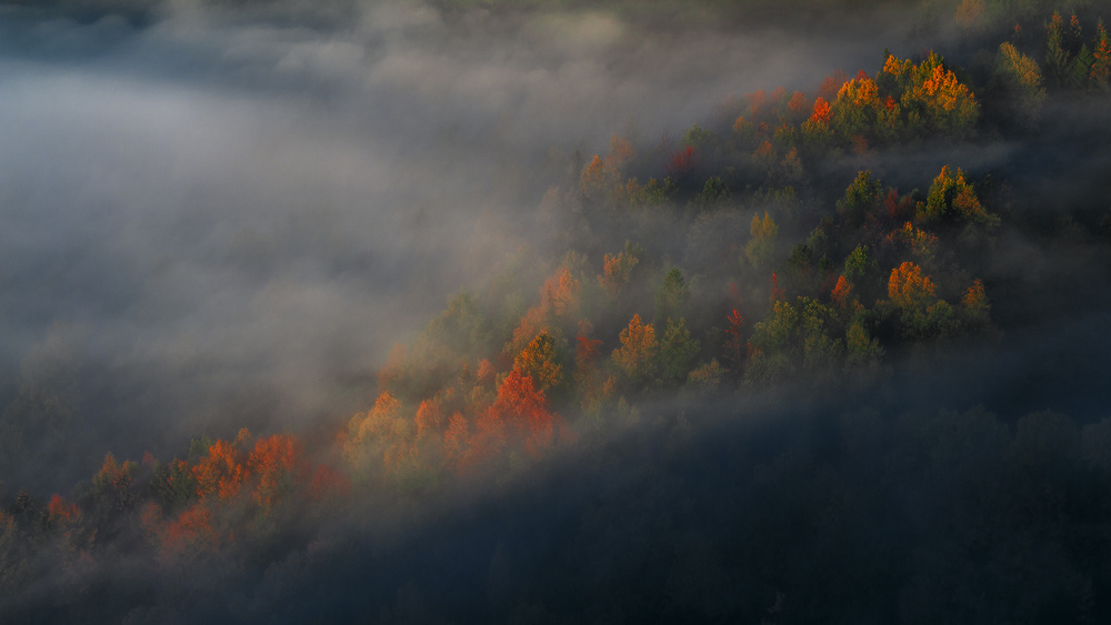 Misty Autumn Forest by Izabela Laszewska-Mitrega / Darek Mitręga — canvas wall art