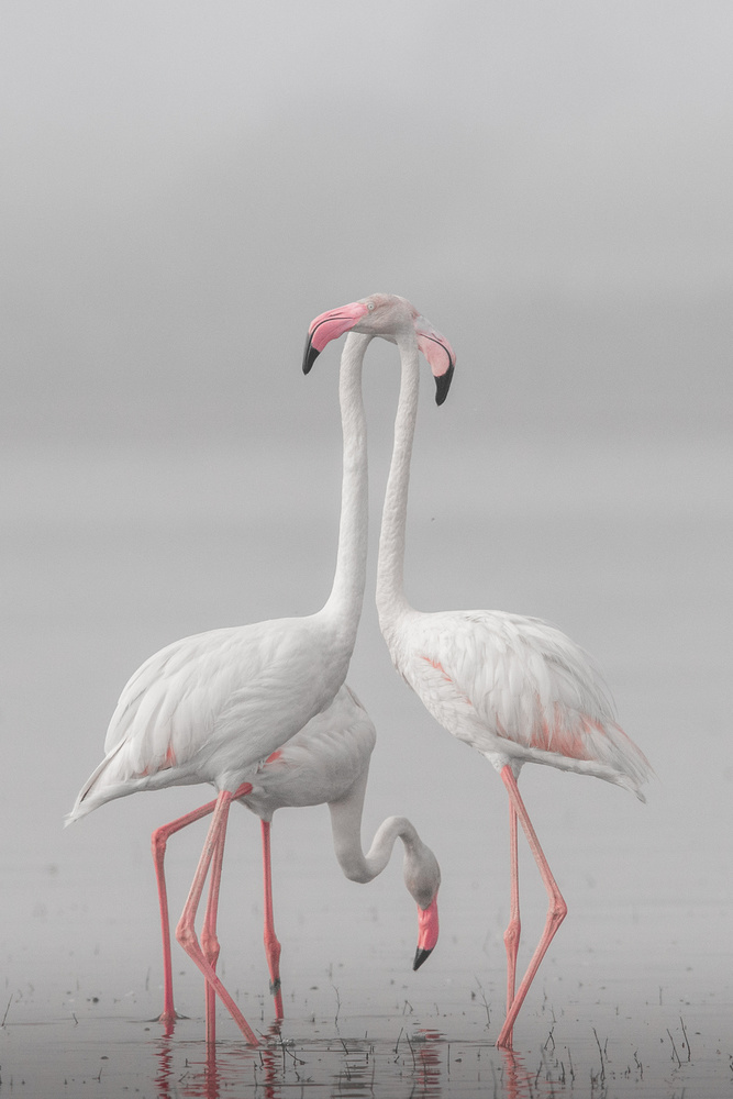 Three Graceful Flamingos by Rahul Wedpathak — canvas wall art