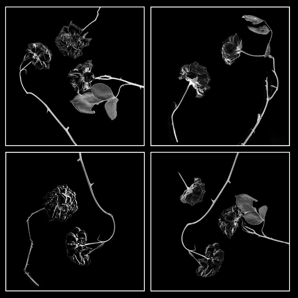 Withered Rose Study by Katarina Holmström — canvas wall art